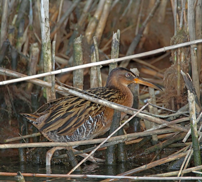 King Rail_0192.jpg