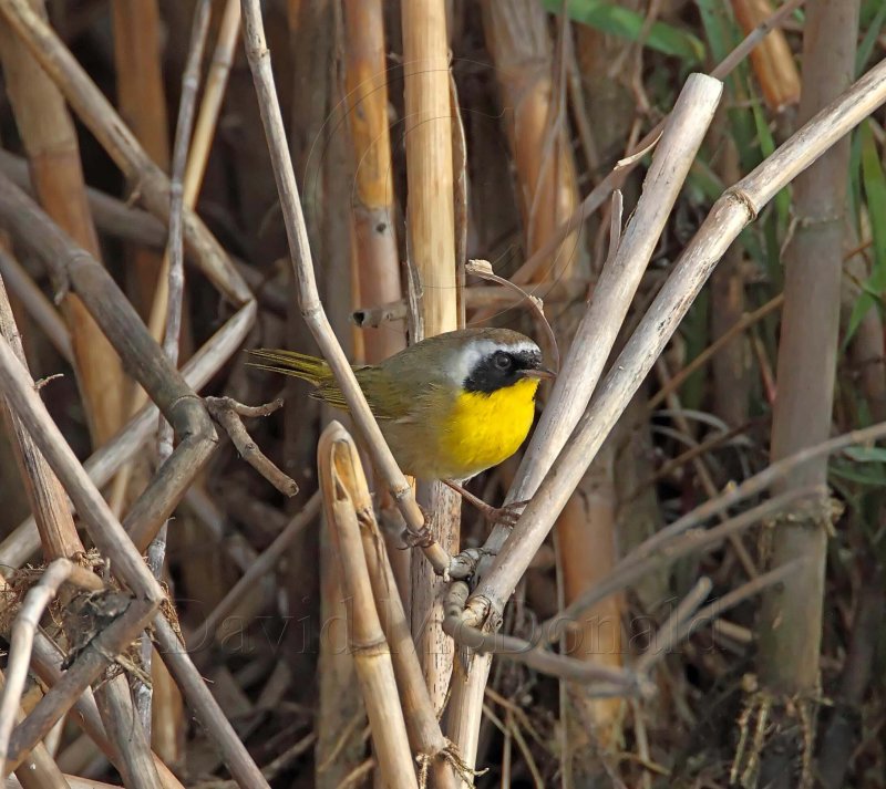Common Yellowthroat - male_0255.jpg