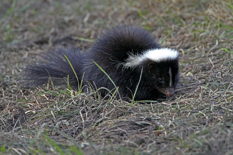 Striped Skunk without stripes!_0479.jpg
