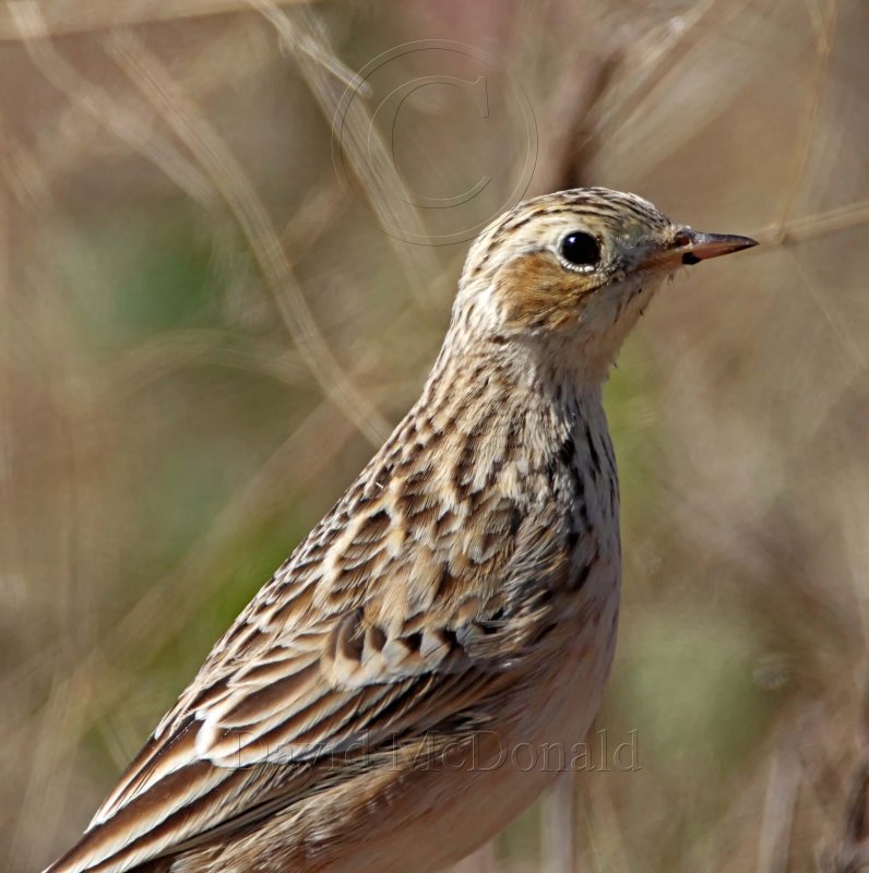 Spragues Pipit_0852.jpg