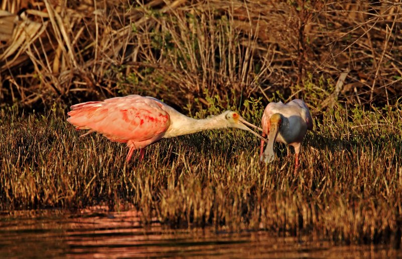 Roseate Spoonbills_1007.jpg