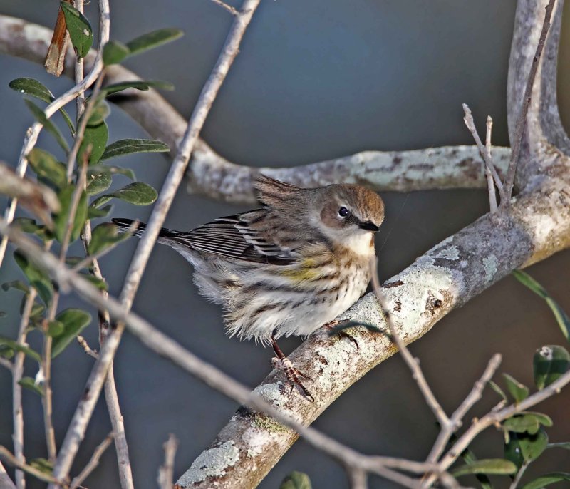 Yellow-rumped Warbler_1051.jpg