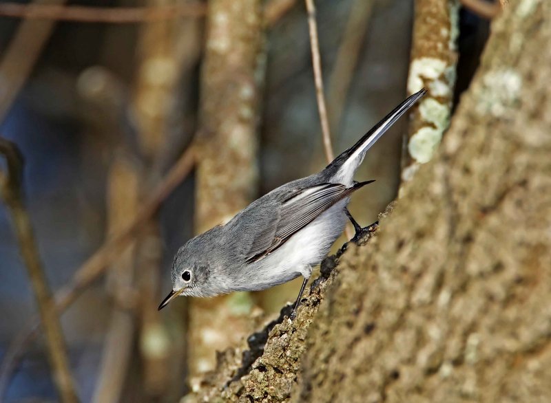 Blue-gray Gnatcatcher_1057.jpg