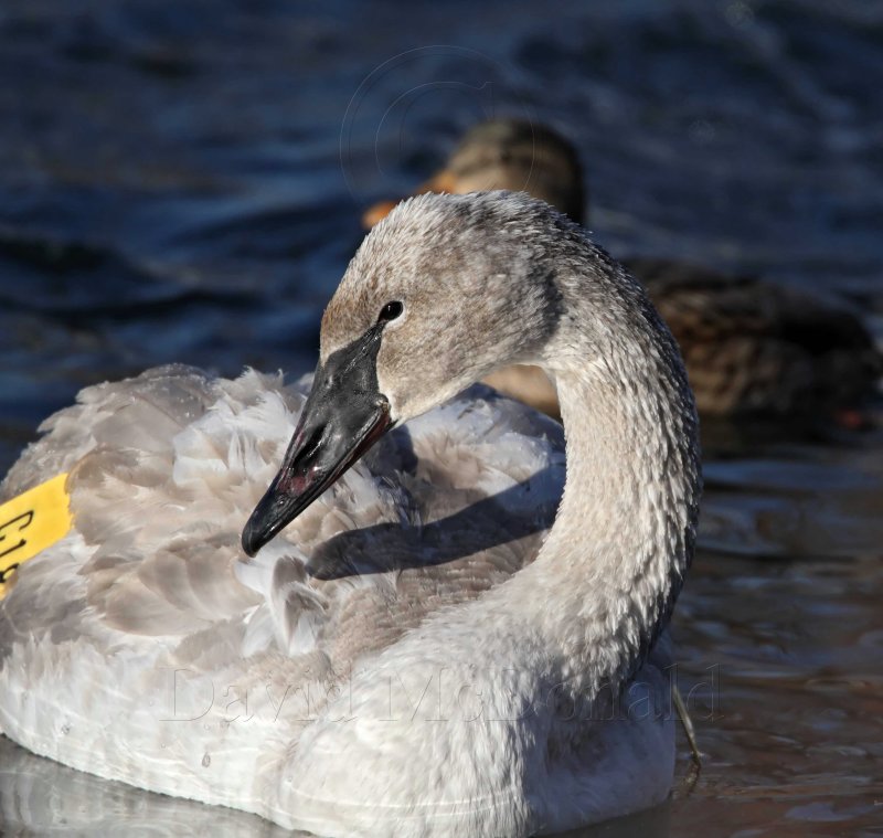 Trumpeter Swan - juvenile _2072.jpg