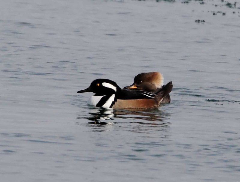 Hooded Mergansers_1588.jpg