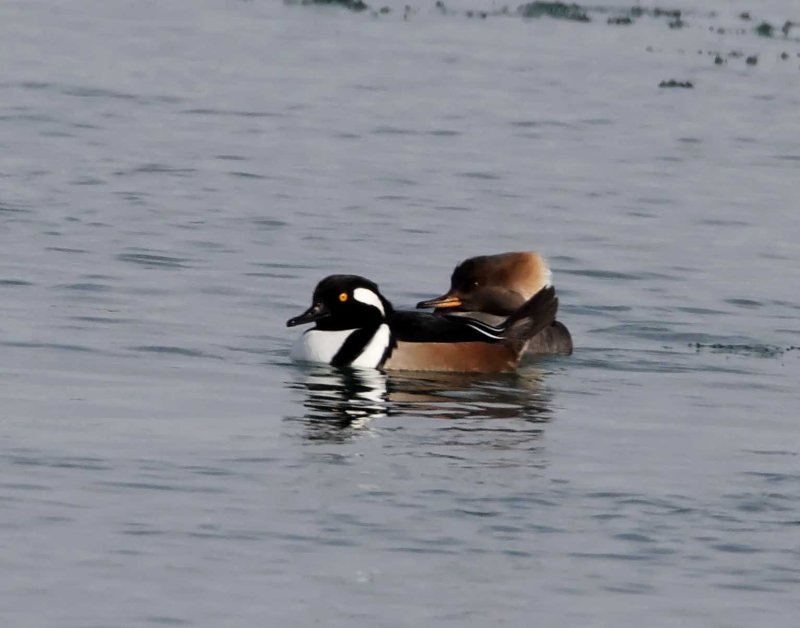 Hooded Mergansers_1589.jpg