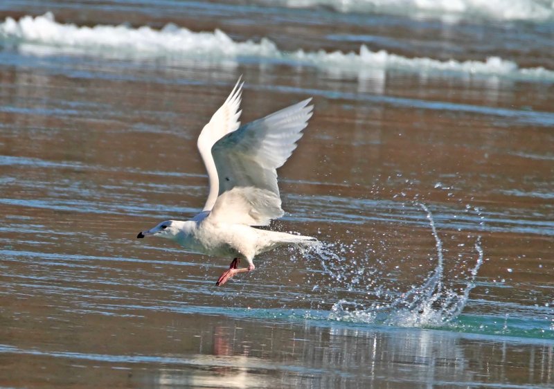 Glaucous Gull - 1st winter_1852.jpg
