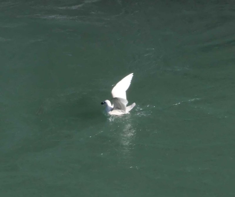 Iceland Gull - 1st winter_1797.jpg