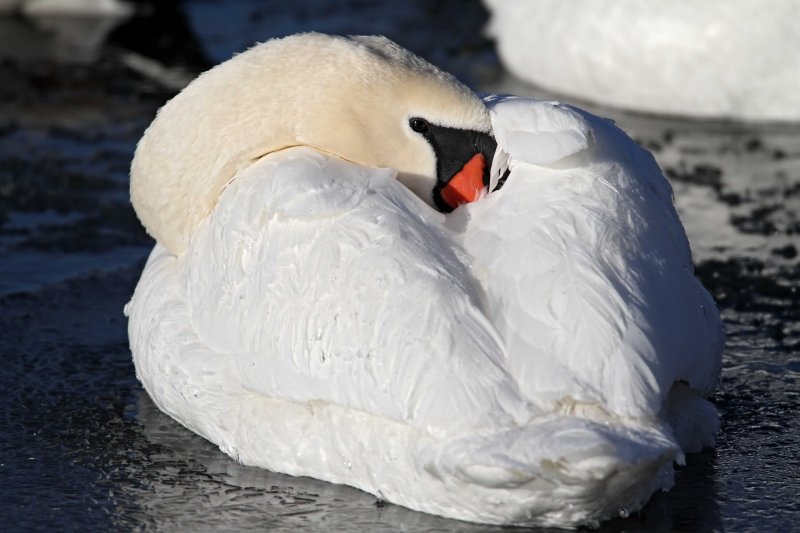 Mute Swan_2097.jpg