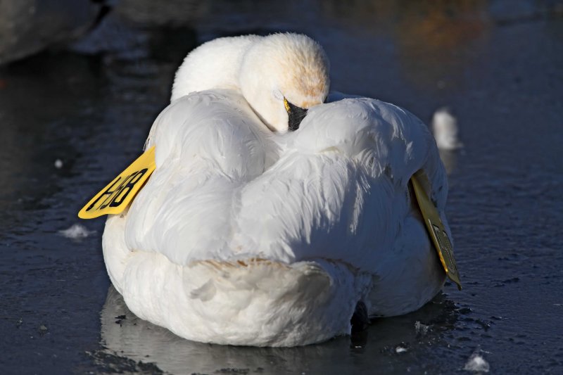 Tundra Swan_2095.jpg