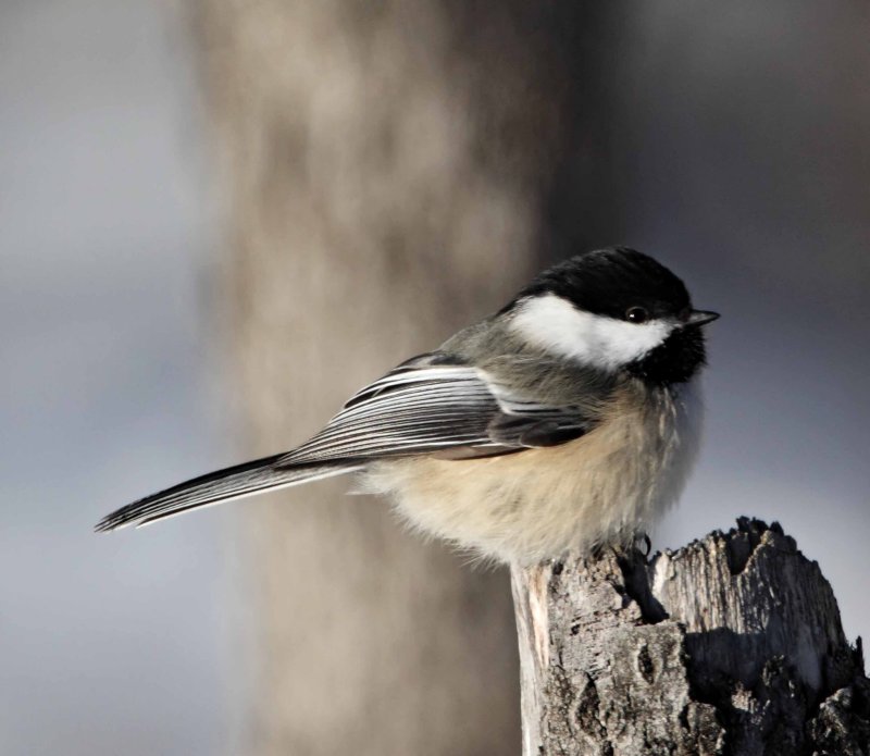 Black-capped Chickadee_2150.jpg