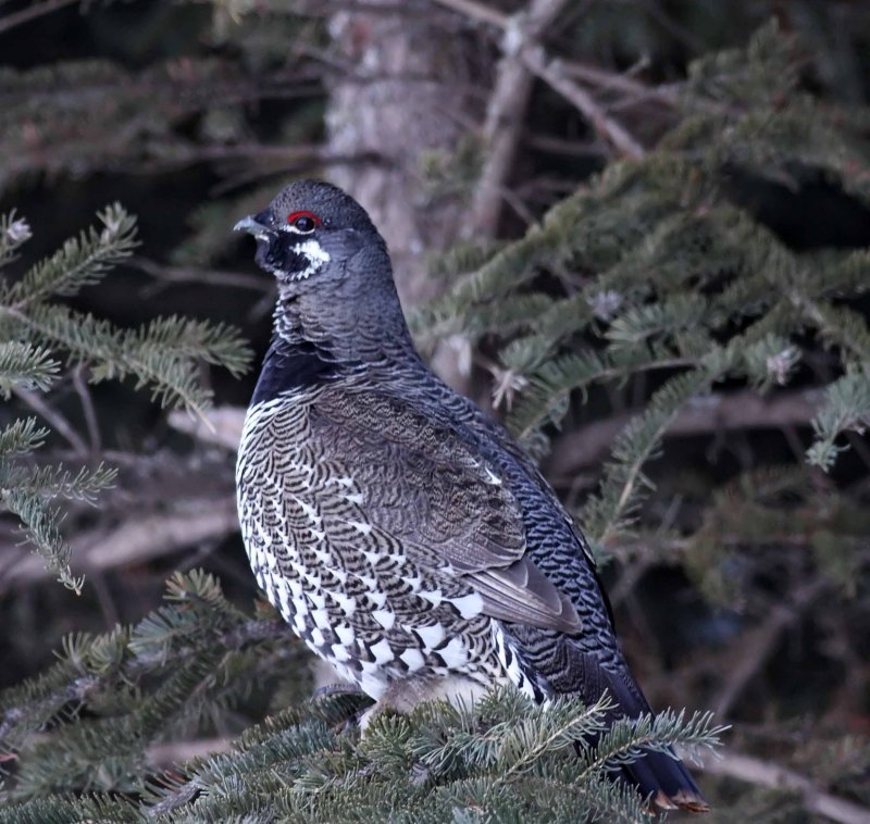 Spruce Grouse - male_7664.jpg