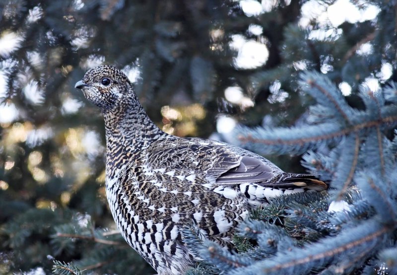 Spruce Grouse - female_7641.jpg