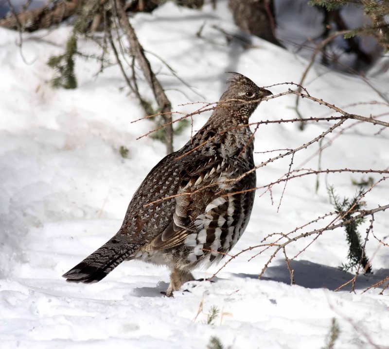 Ruffed Grouse_7846.jpg