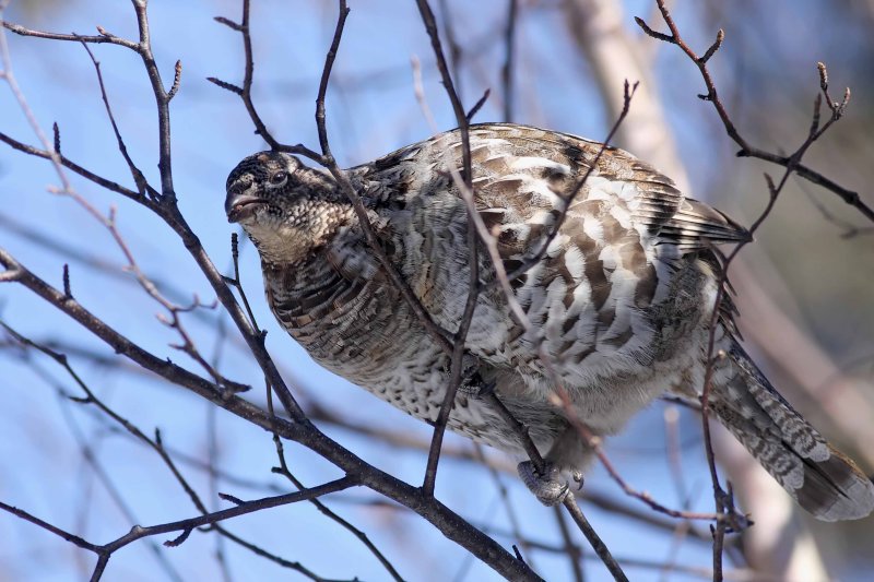 Ruffed Grouse_7949.jpg