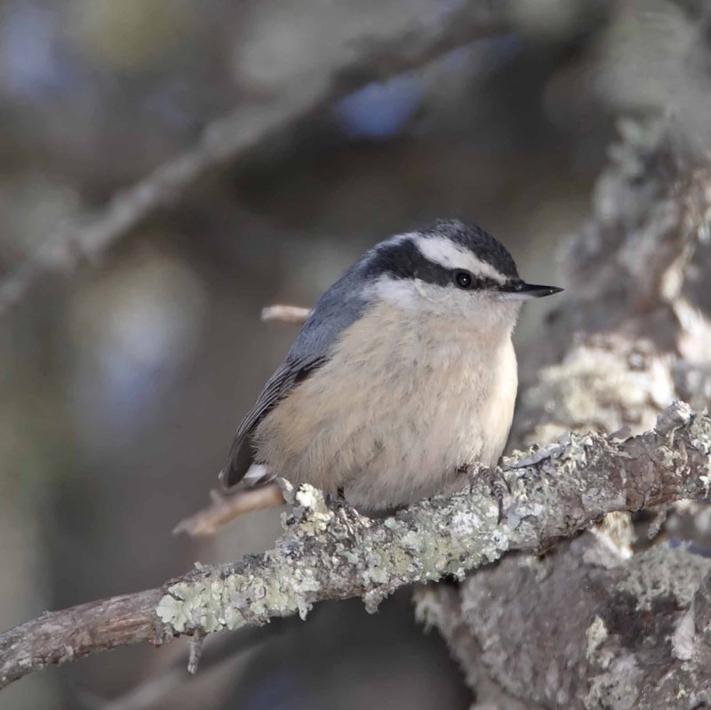 Red-breasted Nuthatch - female_2785.jpg