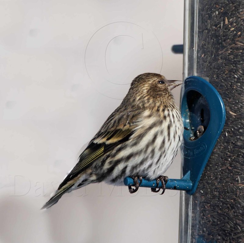 Pine Siskin_2301.jpg