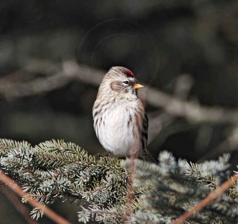 Redpoll - female_2528.jpg