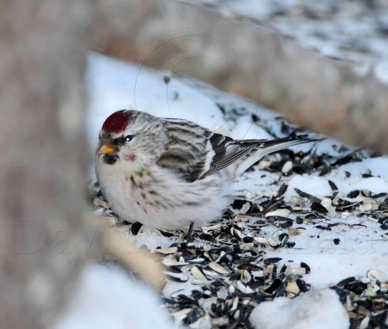 Arctic Redpoll - female_2715.jpg