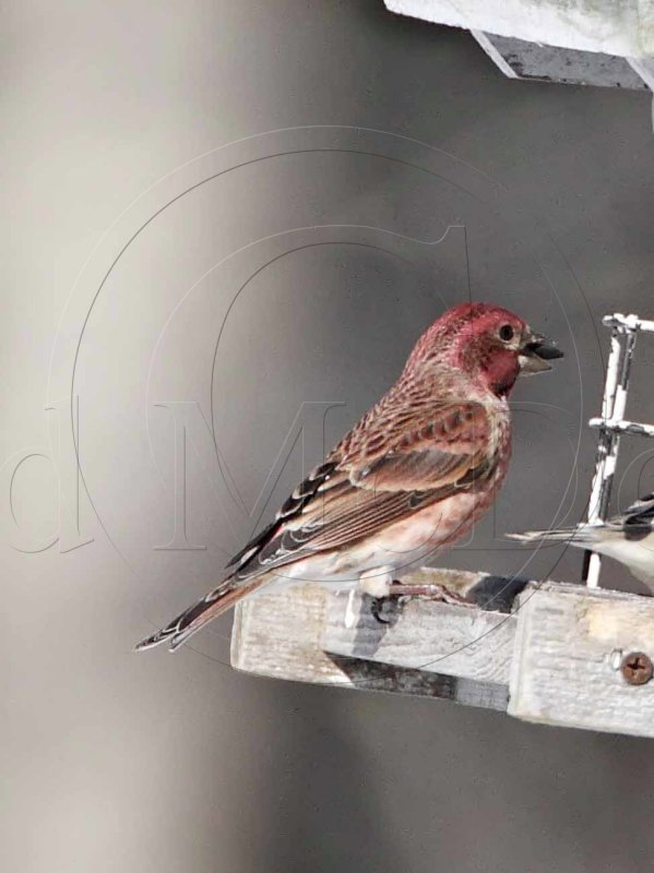 Purple Finch - male_2430.jpg