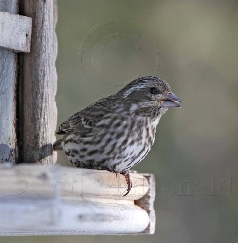 Purple Finch - female_2423.jpg