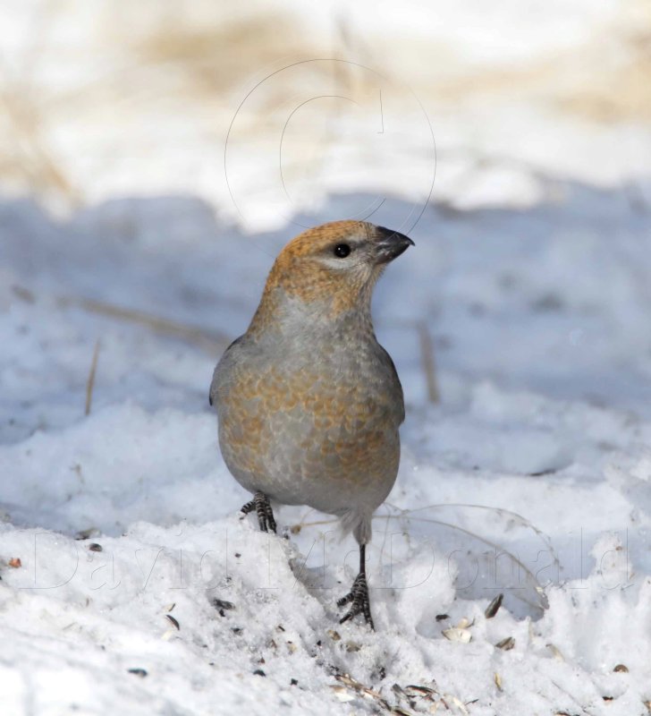 Pine Grosbeak - female_2570.jpg