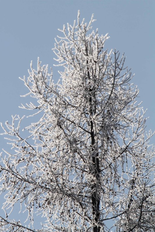 Hoar Frost_2291.jpg