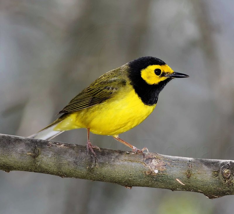 Hooded Warbler - male_8702.jpg