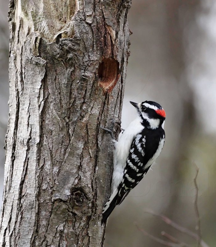 Downy Woodpecker - male_8619.jpg