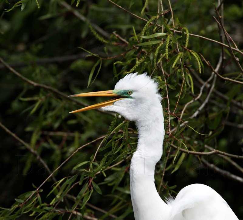 Great Egret - breeding_4636.jpg