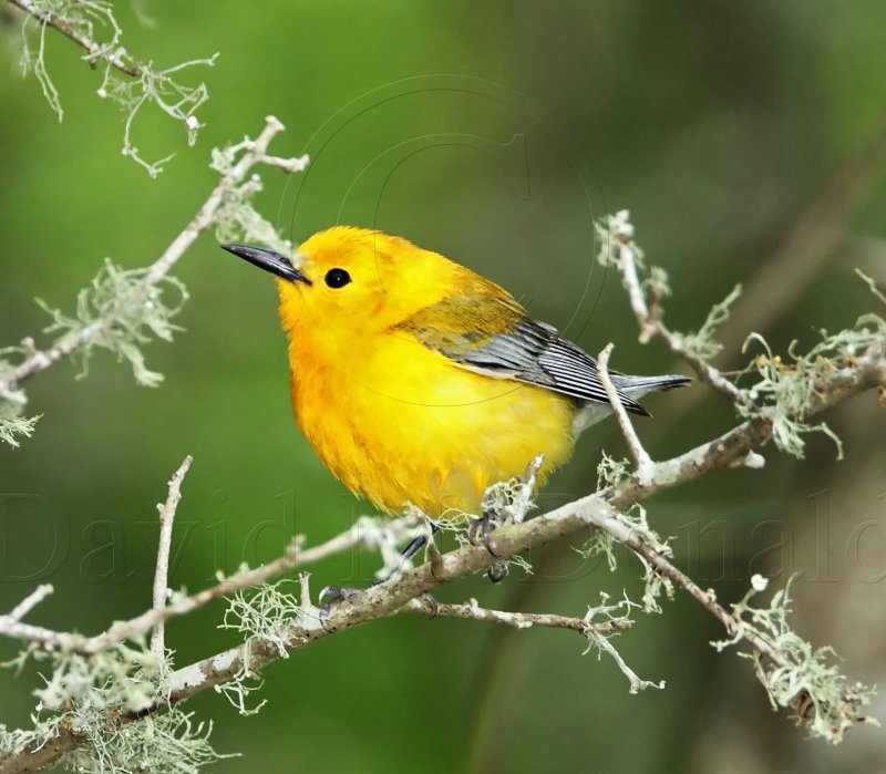 Prothonotary Warbler_4938.jpg