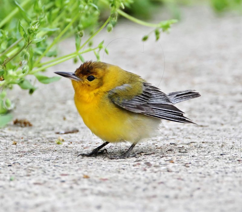 Prothonotary Warbler_4986.jpg