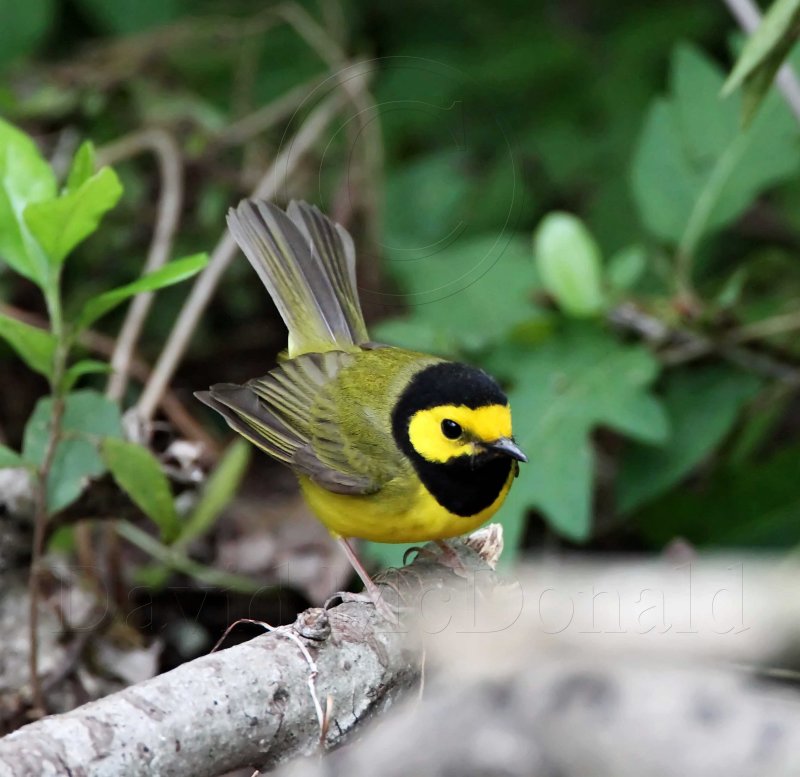 Hooded Warbler - male_5023.jpg