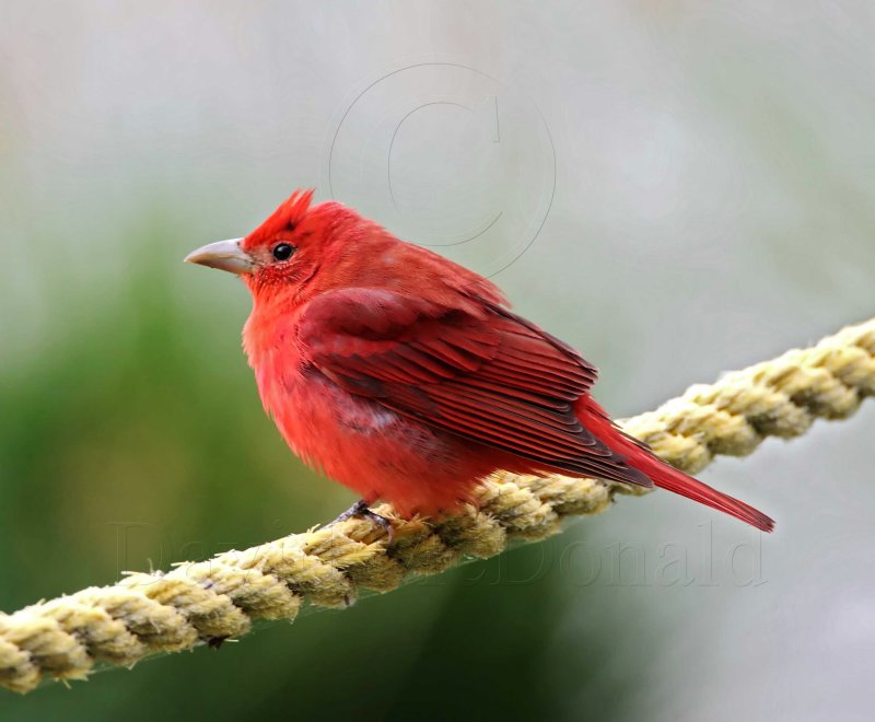 Summer Tanager - male_5007.jpg