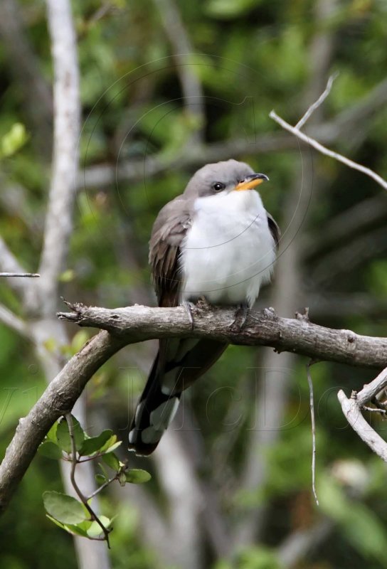 Yellow-billed Cuckoo_4856.jpg