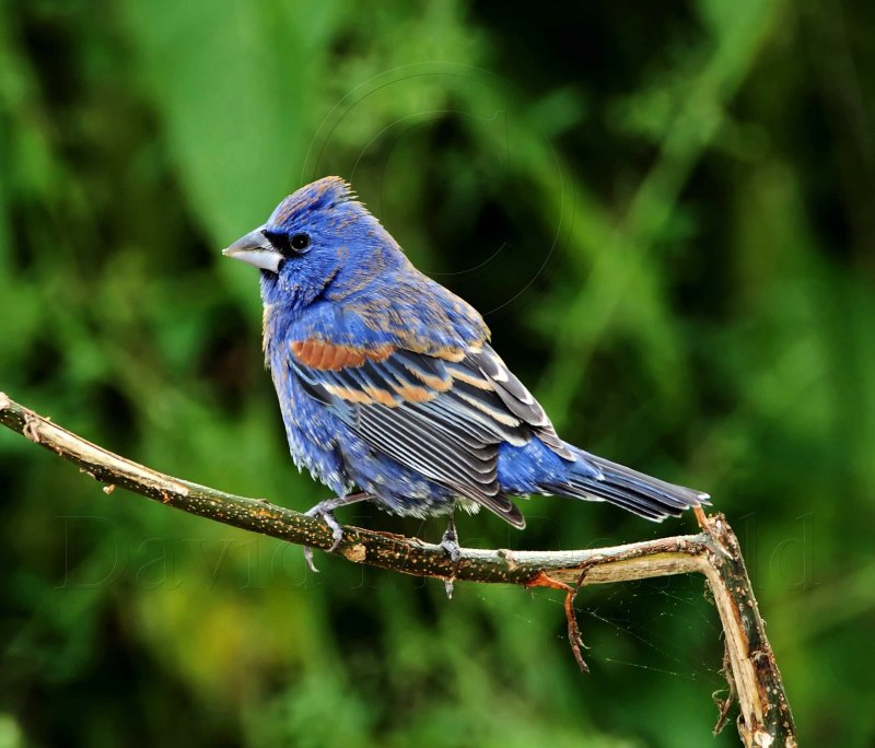 Blue Grosbeak - male_4947.jpg
