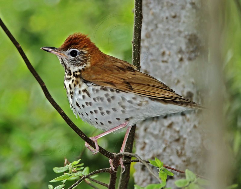 Wood Thrush_4965.jpg