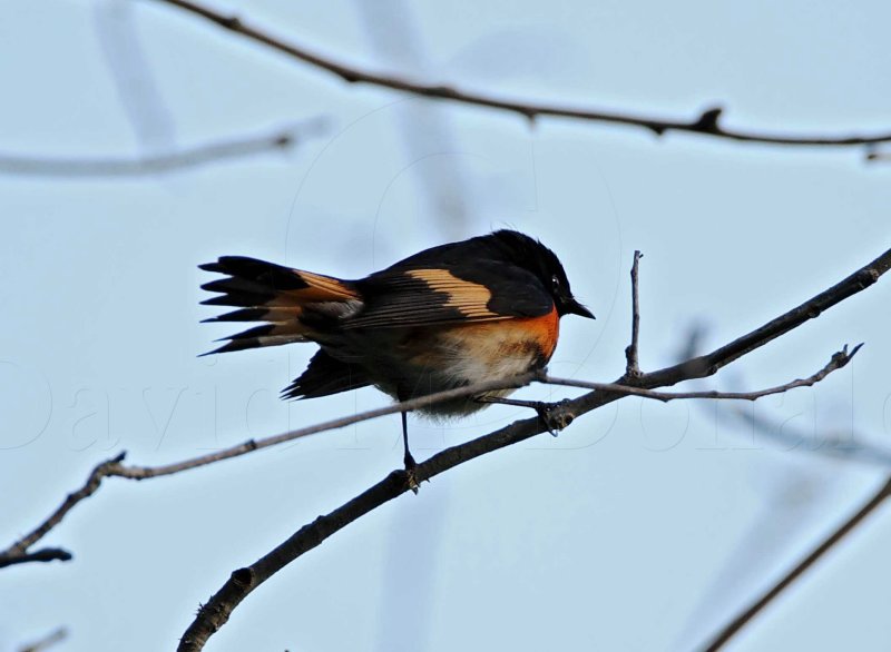 American Redstart  male_5162.jpg