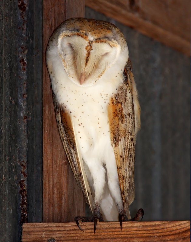 Barn Owl_6756.jpg