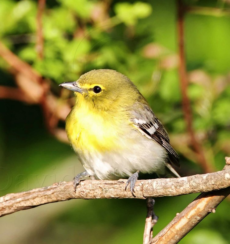 Yellow-throated Vireo_5343.jpg