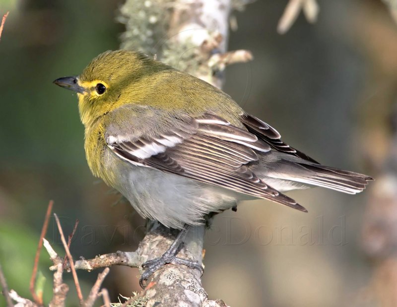 Yellow-throated Vireo_5464.jpg