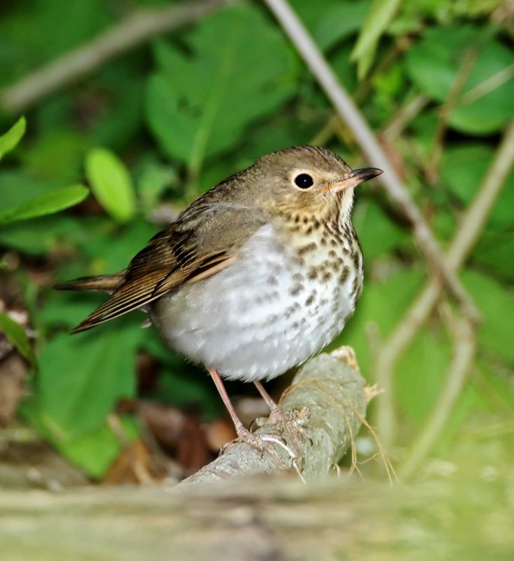 Swainsons Thrush_4977.jpg