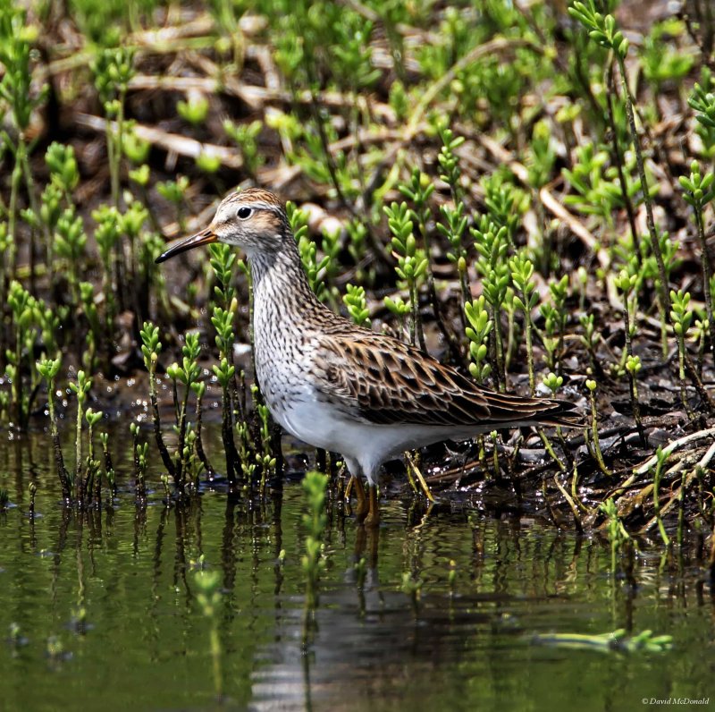 Pectoral Sandpiper - breeding_5582.jpg