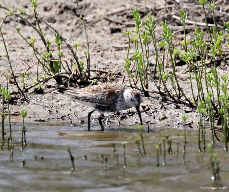 Dunlin_5646.jpg