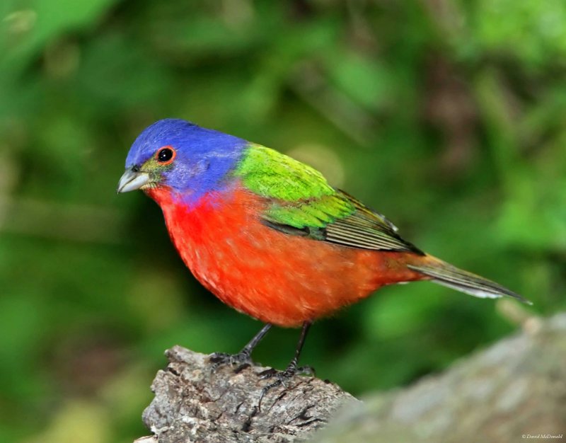 Painted Bunting - breeding male__5866.jpg