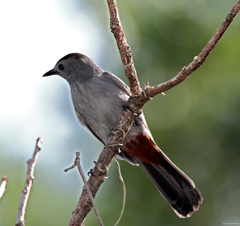 Gray Catbird_5946.jpg