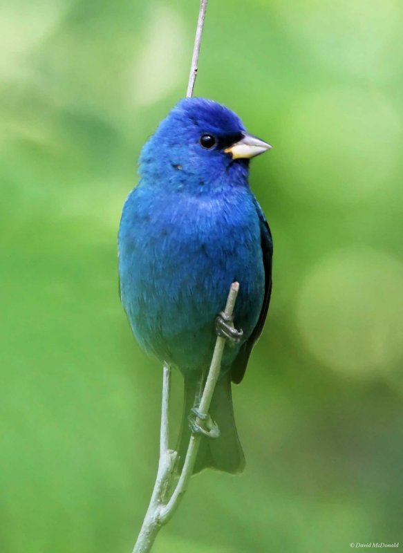 Indigo Bunting - breeding male_5606.jpg