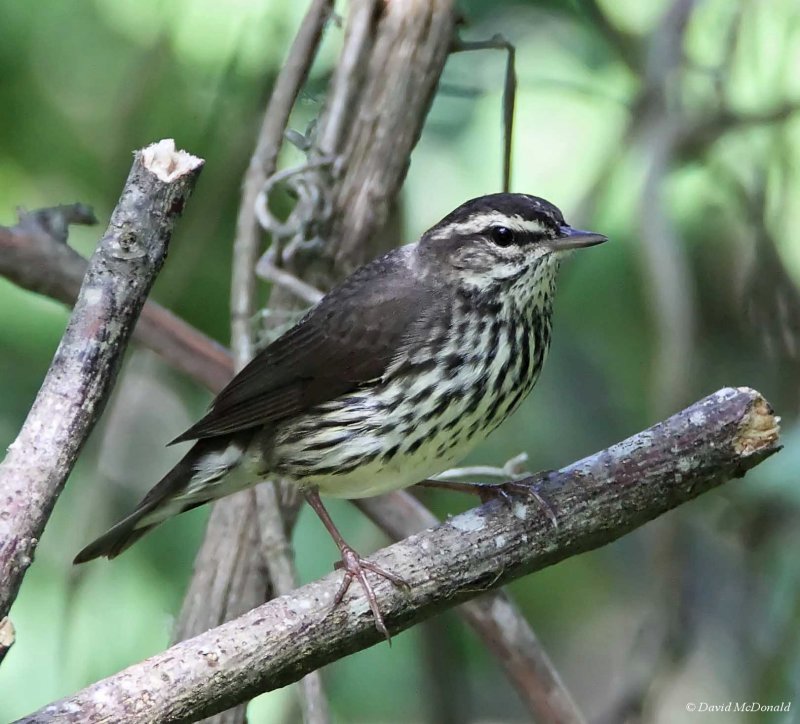 Northern Waterthrush_5844.jpg