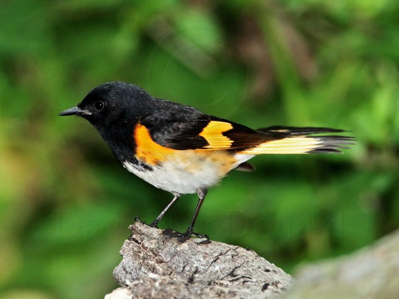 American Redstart  male_6129.jpg