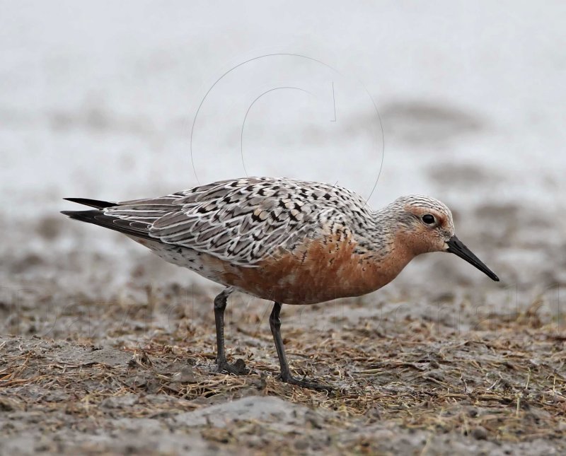 Red Knot_6236.jpg